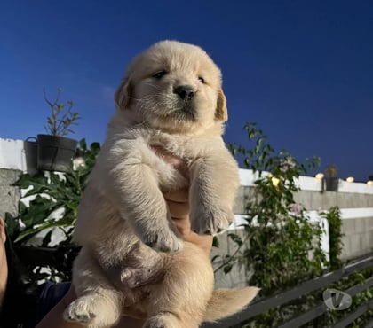 Mascotas en Venta Concepción Concepción - Fotos de Últimos Golden retriever