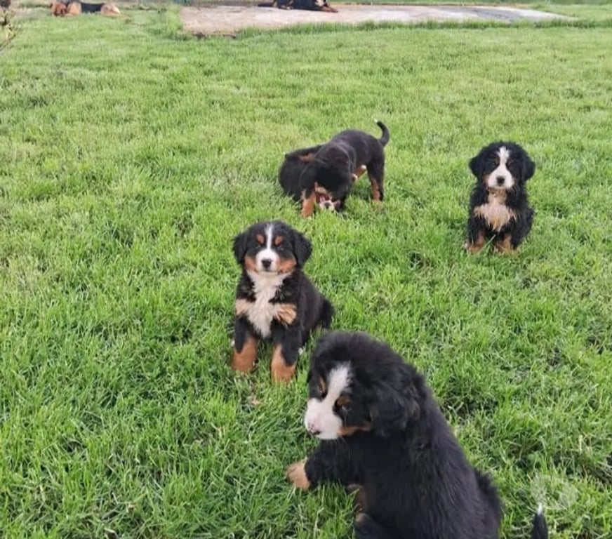 Gatos en Venta Concepción Concepción - Fotos de Cachorros Boyeros de Berna