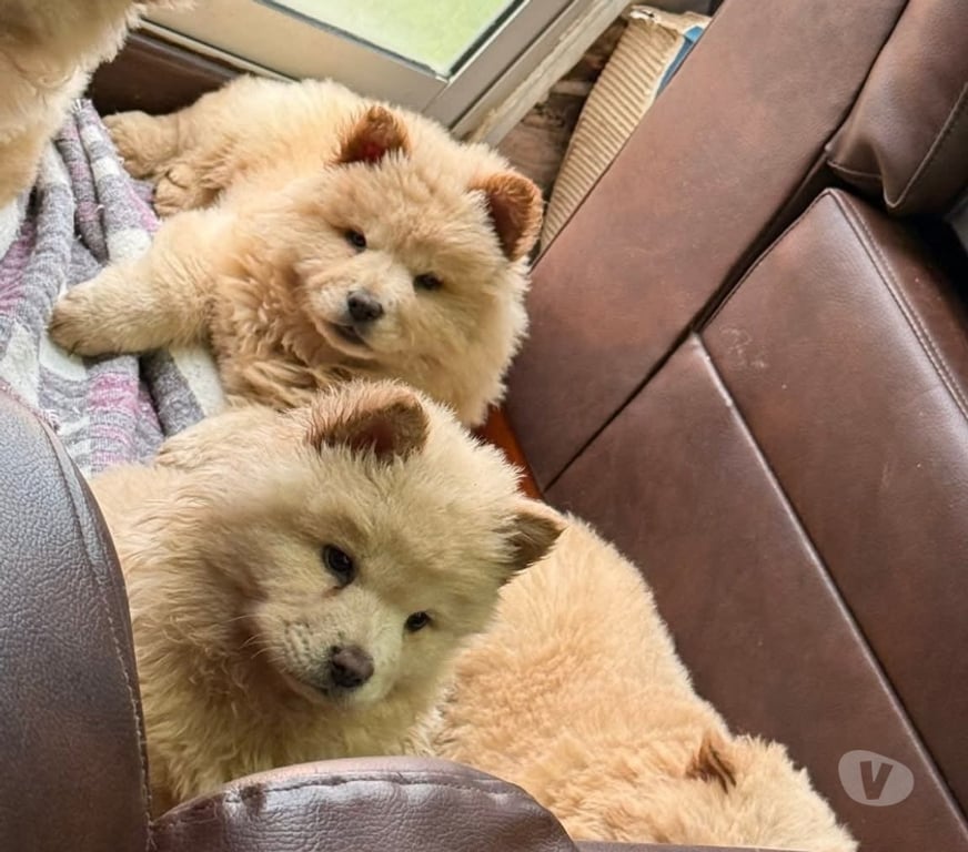 Gatos en Venta Concepción Concepción - Fotos de Cachorros Chow Chow