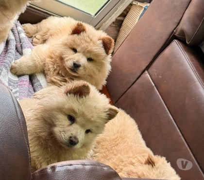 Venta de Mascotas Concepción Concepción - Fotos de Cachorros Chow Chow