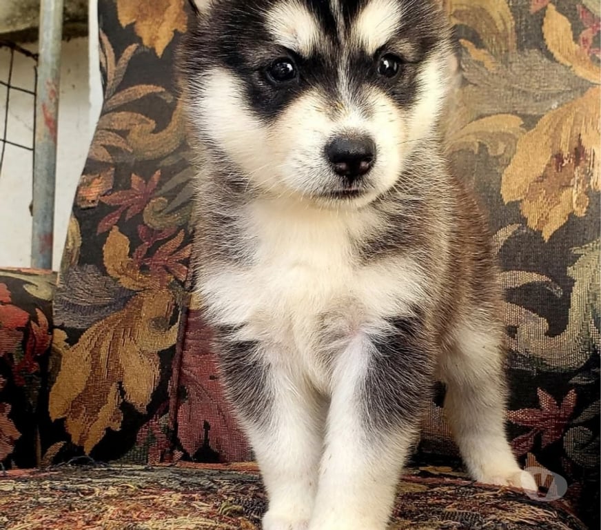 Gatos en Venta Concepción Concepción - Fotos de Cachorritos husky siberiano