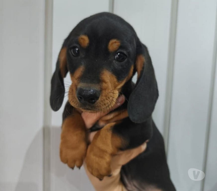 Gatos en Venta Concepción Concepción - Fotos de Pequeños salchichas