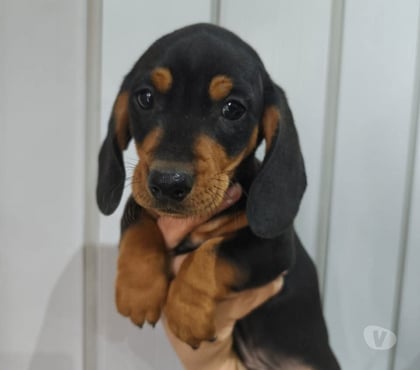 Venta de Mascotas Concepción Concepción - Fotos de Pequeños salchichas