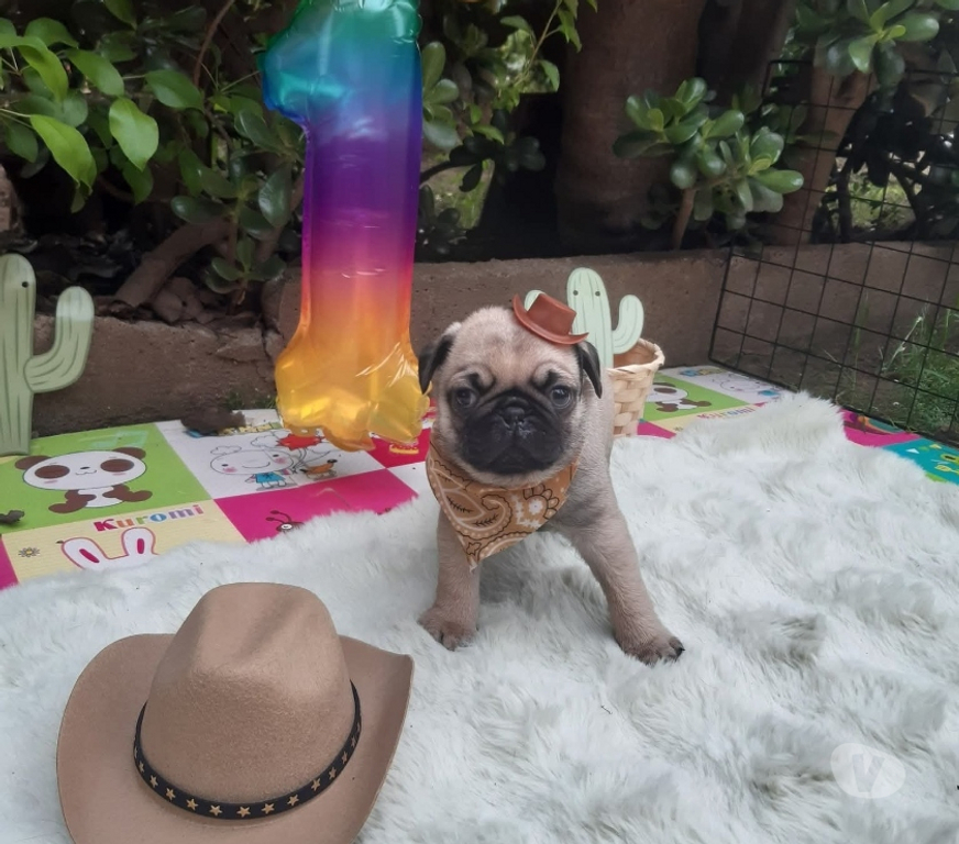 Gatos en Venta Antofagasta Antofagasta - Fotos de pug hembras y machos