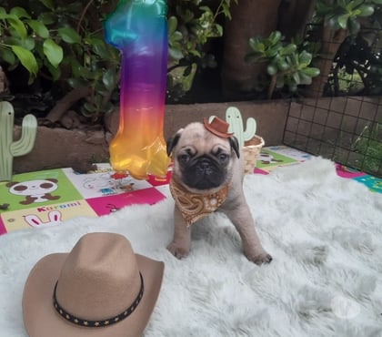 Gatos en Venta Antofagasta Antofagasta - Fotos de pug hembras y machos