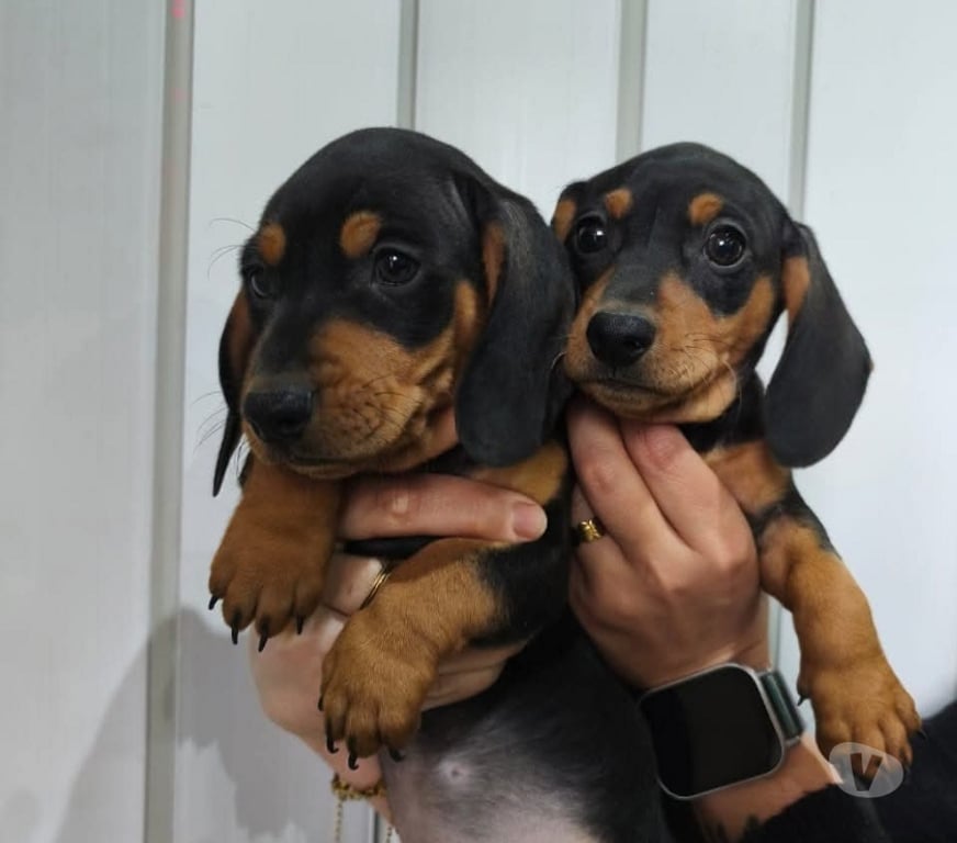 Gatos en Venta Antofagasta Antofagasta - Fotos de Daschund o salchichas