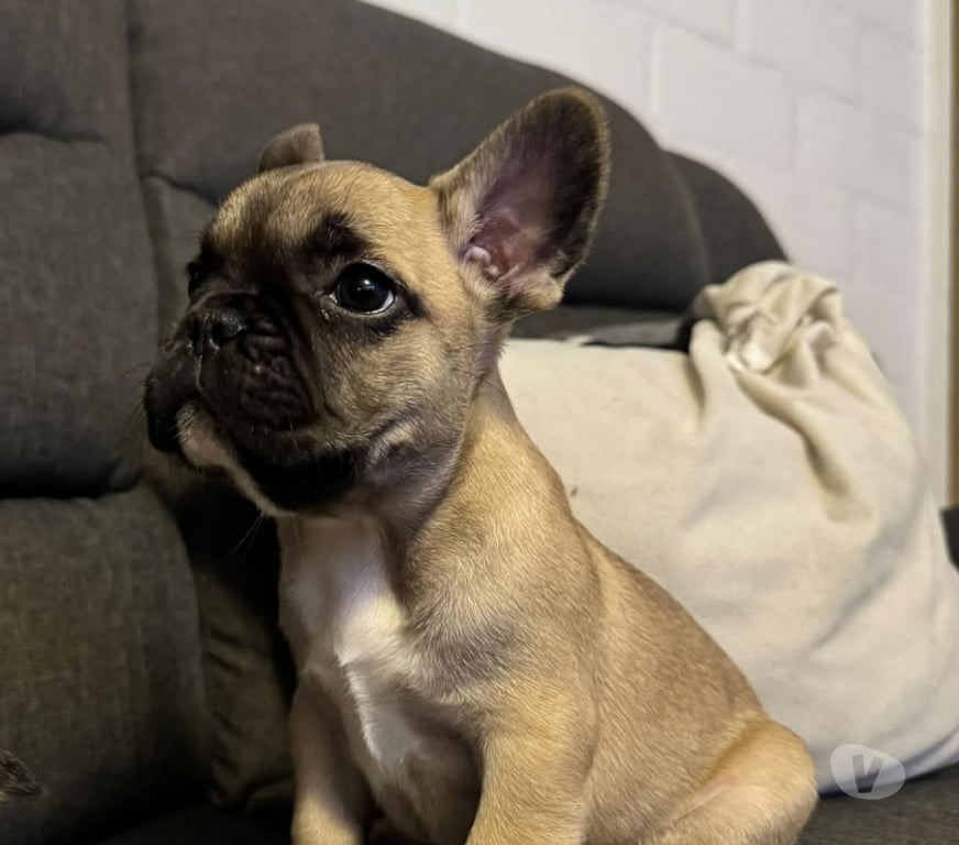 Gatos en Venta Antofagasta Antofagasta - Fotos de Bulldog francés cafe