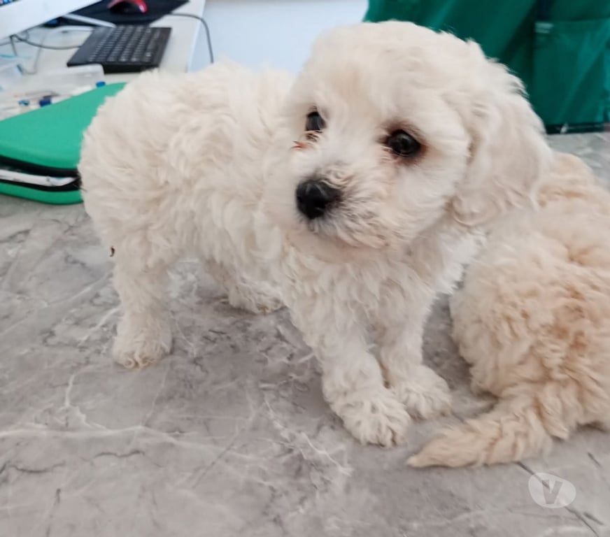 Gatos en Venta Antofagasta Antofagasta - Fotos de Poodle toy vacunados