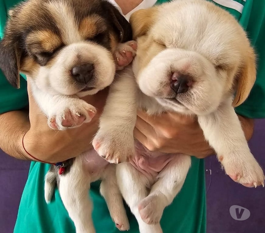 Gatos en Venta Antofagasta Antofagasta - Fotos de Hembra y macho Beagles enanos