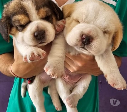 Venta de Mascotas Antofagasta Antofagasta - Fotos de Hembra y macho Beagles enanos