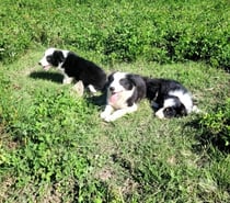 Hermosos cachorros border collie