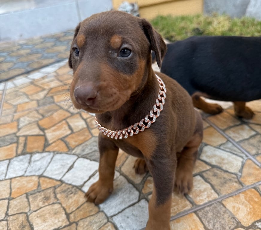 Gatos en Venta Elqui Conquimbo - Fotos de Doberman camada coquimbo