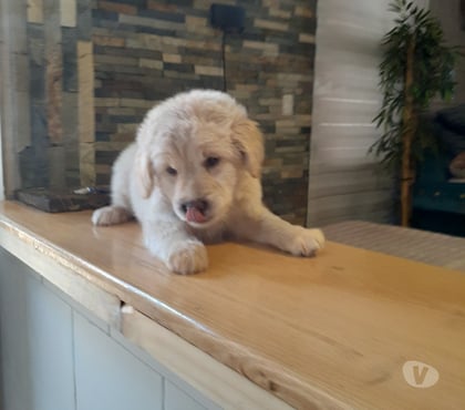 Venta de Mascotas Ñuñoa Santiago - Fotos de Golden retriever 190