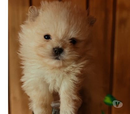 Fotos de Pomerania inscritos cara de oso