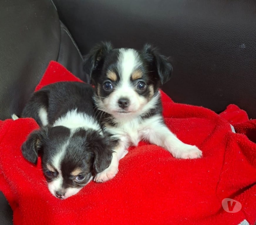 Gatos en Venta Santiago Santiago - Fotos de Cachorros Chihuahua tricolor