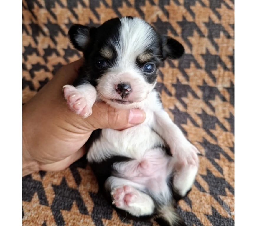 Gatos en Venta Santiago Santiago - Fotos de Cachorros Chihuahua tricolor