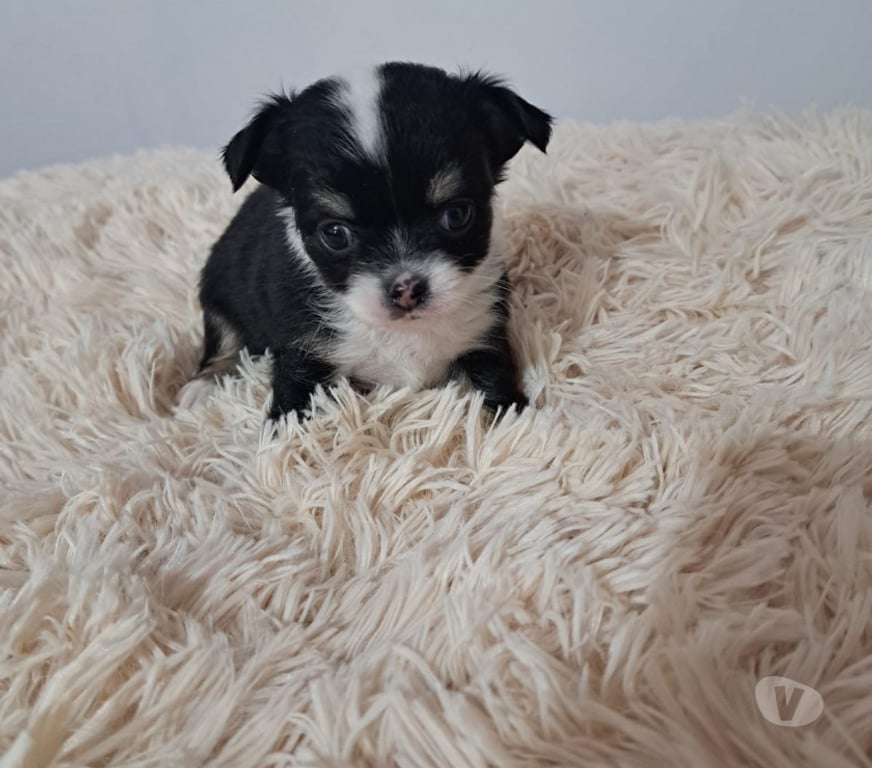 Gatos en Venta Santiago Santiago - Fotos de Cachorros Chihuahua tricolor