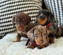 Cachorros salchichas