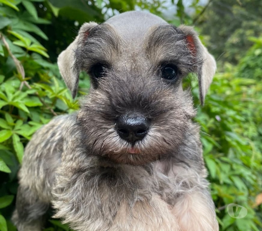Gatos en Venta Osorno Osorno - Fotos de Schnauzer sal y pimienta