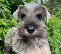 Schnauzer sal y pimienta