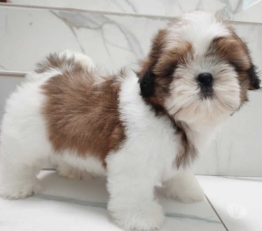 Gatos en Venta Osorno Osorno - Fotos de Shih tzu padres ala vista