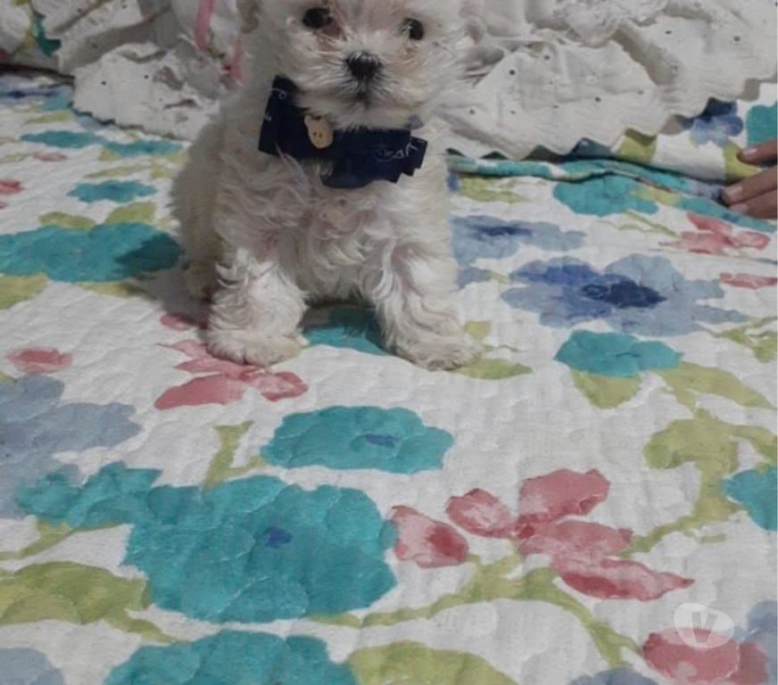 Gatos en Venta Osorno Osorno - Fotos de Poodle toy vacunados