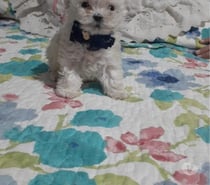 Poodle toy vacunados