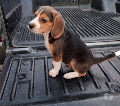 Gatos en Venta Osorno Osorno - Fotos de Cachorros beagles