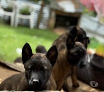 Cachorros pastor malinois