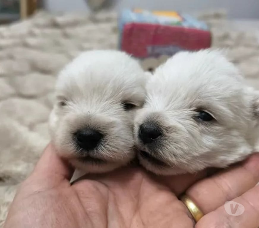 Gatos en Venta Osorno Osorno - Fotos de West o westy padres ala vista