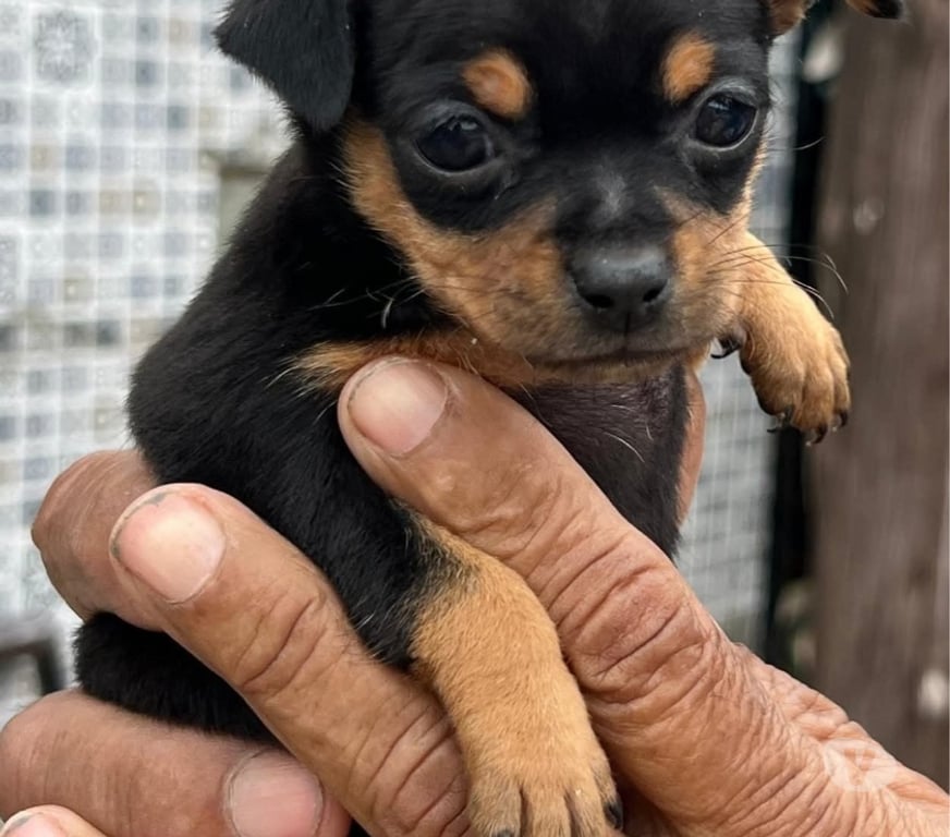 Gatos en Venta Osorno Osorno - Fotos de Cachorros Pincher miniatura