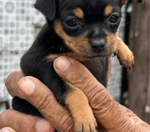 Cachorros Pincher miniatura