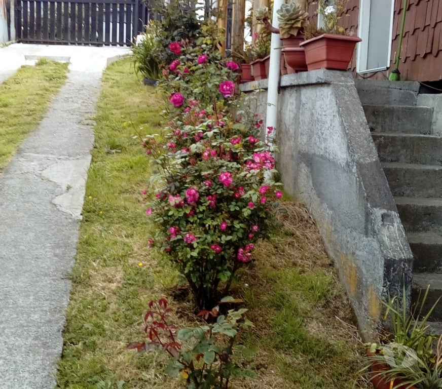 Arriendos Vacaciones Chiloé Ancud - Fotos de arriendo cabañas diario en Chiloe