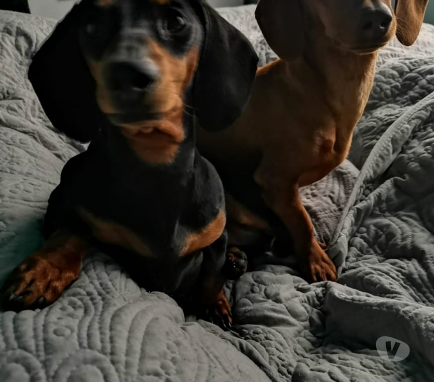 Gatos en Venta Llanquihue Puerto Montt - Fotos de Cachorros salchichas