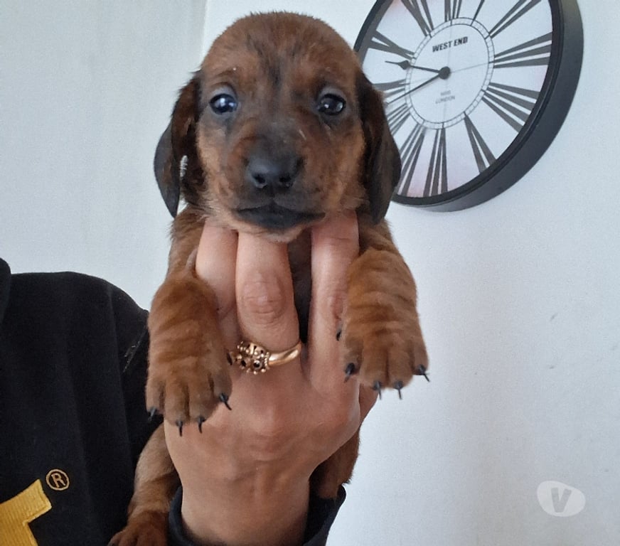 Gatos en Venta Llanquihue Puerto Montt - Fotos de Cachorros salchichas