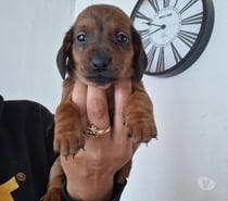 Cachorros salchichas