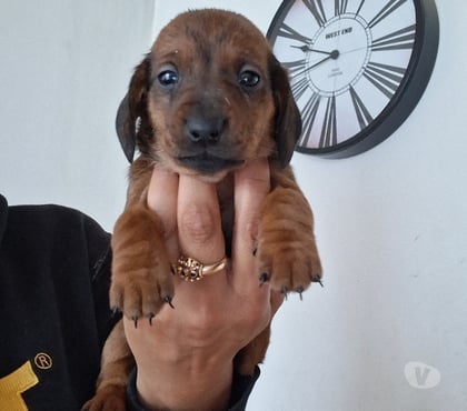 Venta de Mascotas Puerto Montt Llanquihue - Fotos de Cachorros salchichas