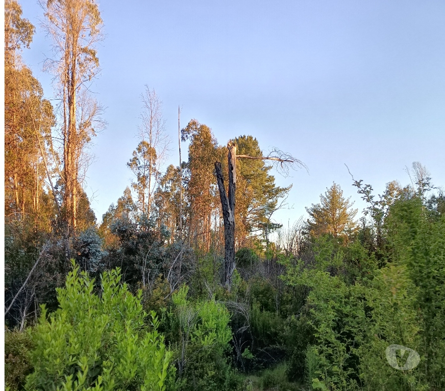 Venta de Haciendas Concepción Florida - Fotos de VENDO HERMOSO CAMPO EN FLORIDA