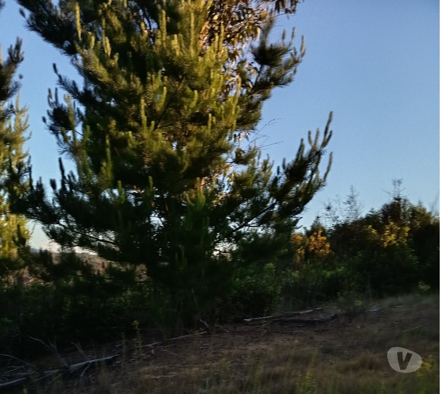 Venta de Haciendas Concepción Florida - Fotos de VENDO HERMOSO CAMPO EN FLORIDA