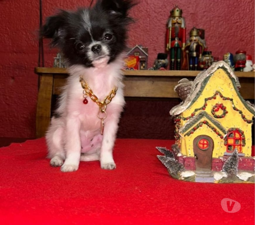 Gatos en Venta Santiago Pedro Aguirre Cerda - Fotos de Chihuahua miniatura