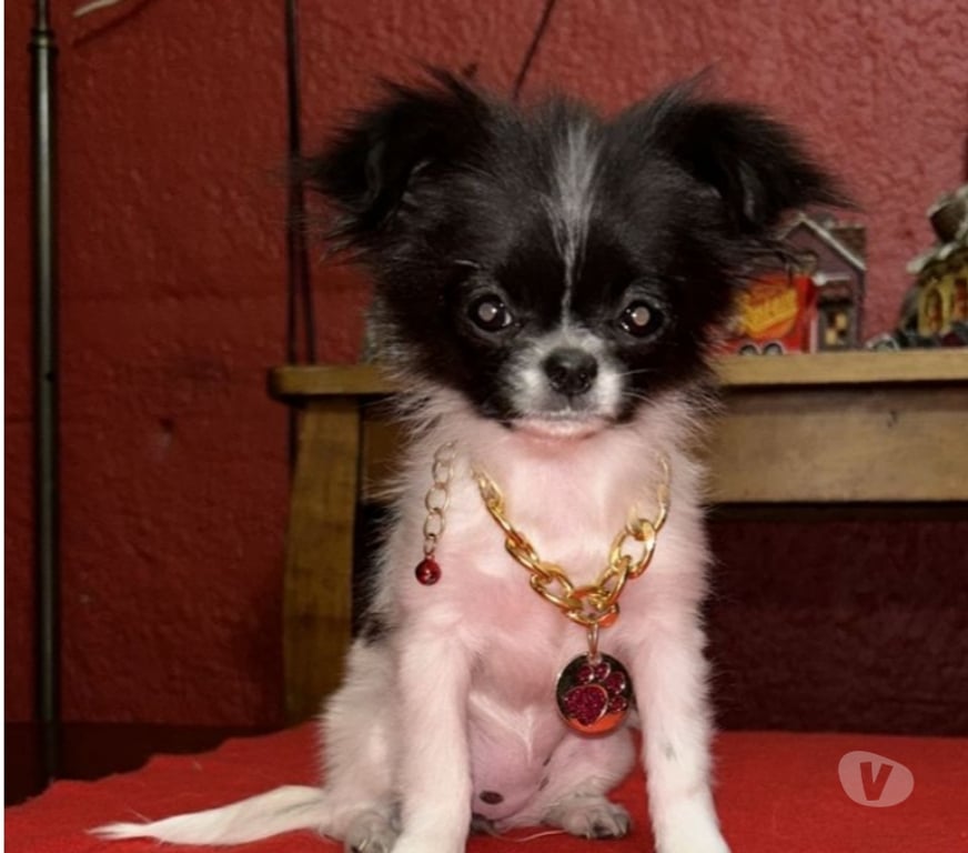 Gatos en Venta Santiago Pedro Aguirre Cerda - Fotos de Chihuahua miniatura