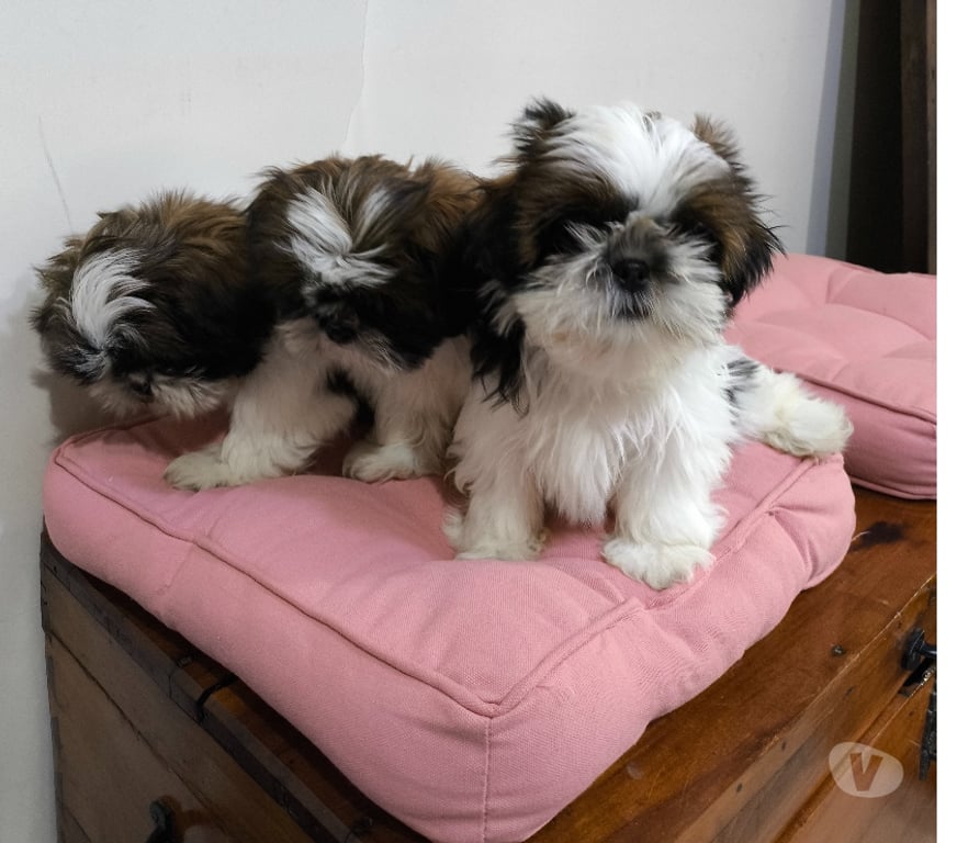 Gatos en Venta Talca Talca - Fotos de Shih Tzu Machitos Enanitos