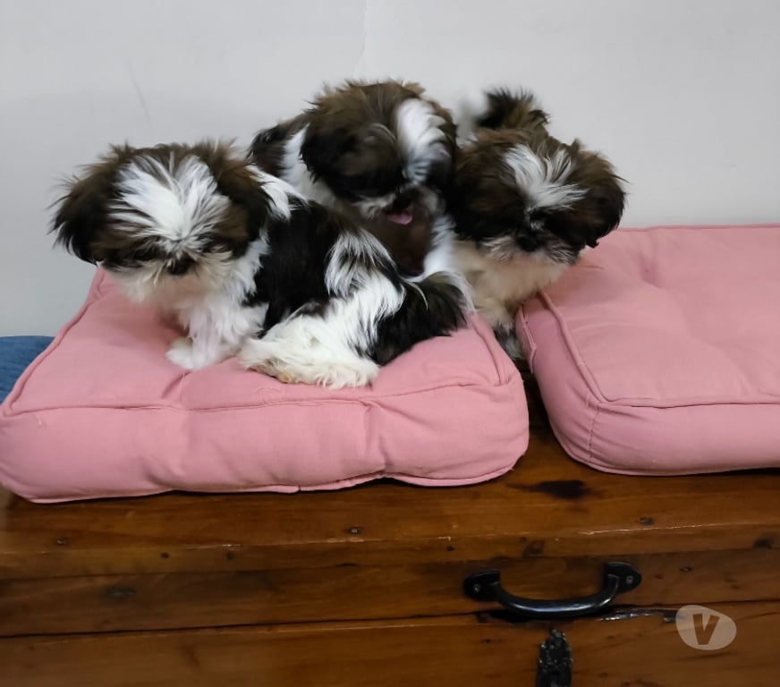 Gatos en Venta Talca Talca - Fotos de Shih Tzu Machitos Enanitos