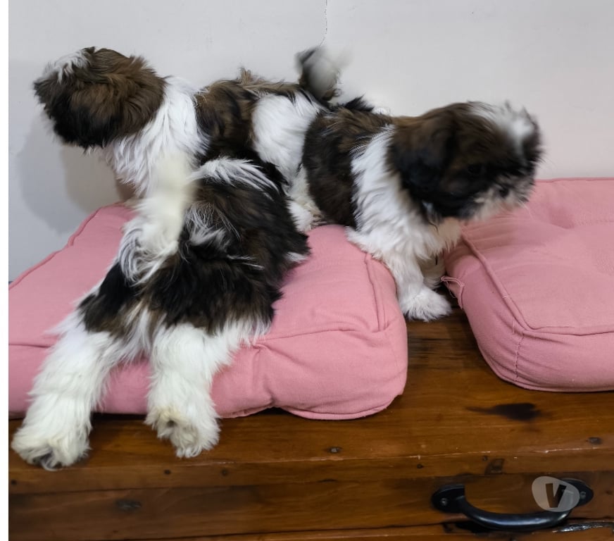 Gatos en Venta Talca Talca - Fotos de Shih Tzu Machitos Enanitos