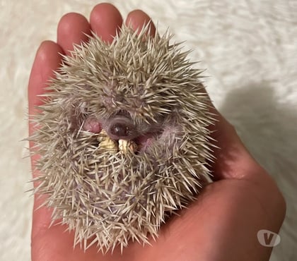 Venta de Mascotas Santiago Santiago - Fotos de Erizos de tierra