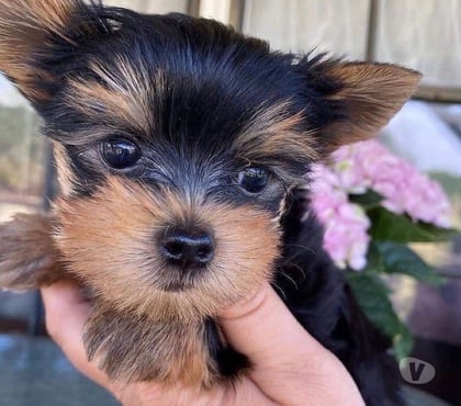 Gatos en Venta Viña del Mar Valparaíso - Fotos de Cachorritos Yorkshire viña