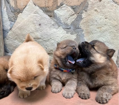 Gatos en Venta Viña del Mar Valparaíso - Fotos de Cachorritos Chow Chow