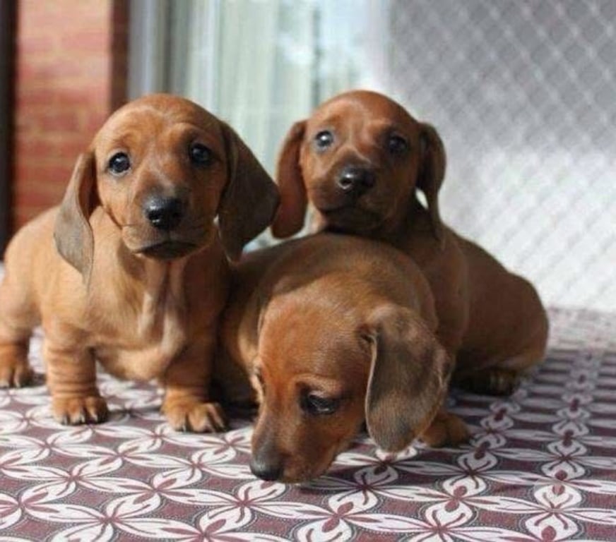 Gatos en Venta Valparaíso Viña del Mar - Fotos de Cachorritos salchicha viña del mar