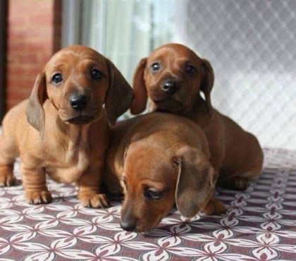 Mascotas en Venta Viña del Mar Valparaíso - Fotos de Cachorritos salchicha viña del mar
