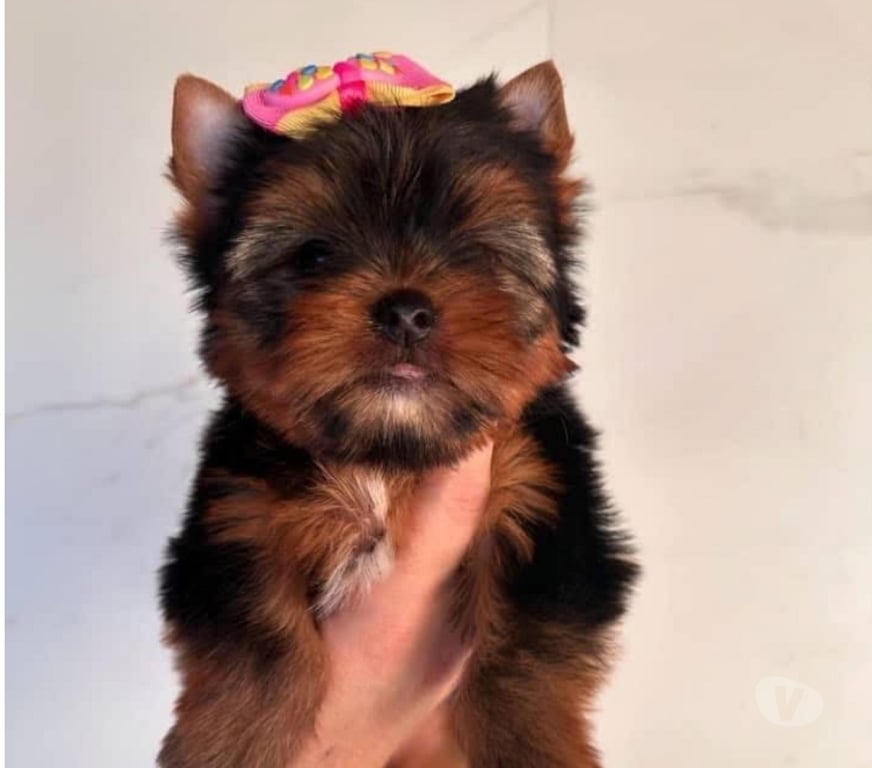 Gatos en Venta Talca Talca - Fotos de Cachorritos Yorkshire